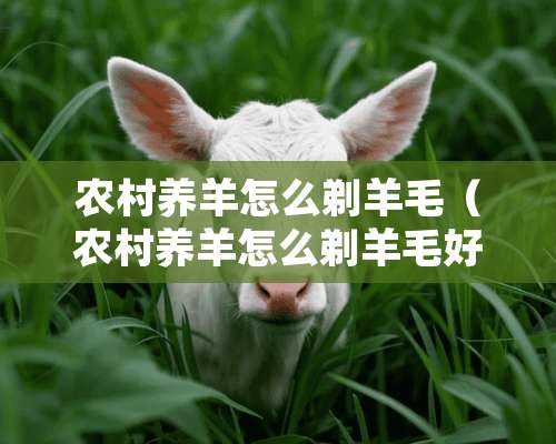 农村养羊怎么剃羊毛（农村养羊怎么剃羊毛好）