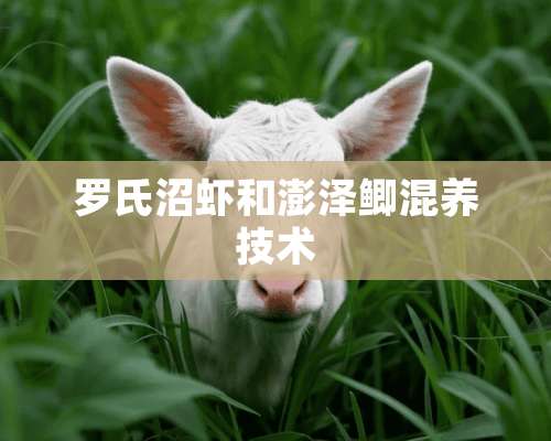 罗氏沼虾和澎泽鲫混养技术