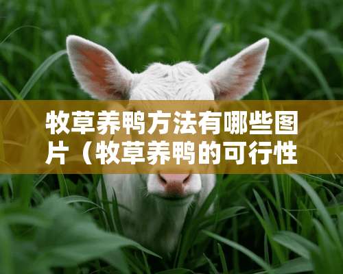 牧草养鸭方法有哪些图片（牧草养鸭的可行性）