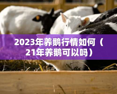 2023年养鹅行情如何（21年养鹅可以吗）