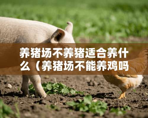 养猪场不养猪适合养什么（养猪场不能养鸡吗）