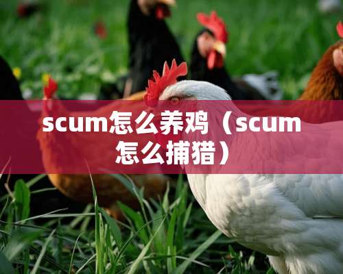 scum怎么养鸡（scum怎么捕猎）