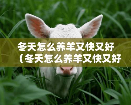 冬天怎么养羊又快又好（冬天怎么养羊又快又好养活）