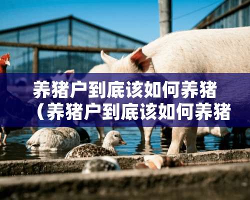 养猪户到底该如何养猪（养猪户到底该如何养猪视频）