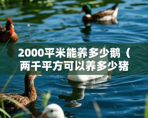 2000平米能养多少鹅（两千平方可以养多少猪）