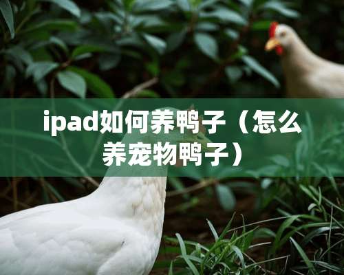 ipad如何养鸭子（怎么养宠物鸭子）