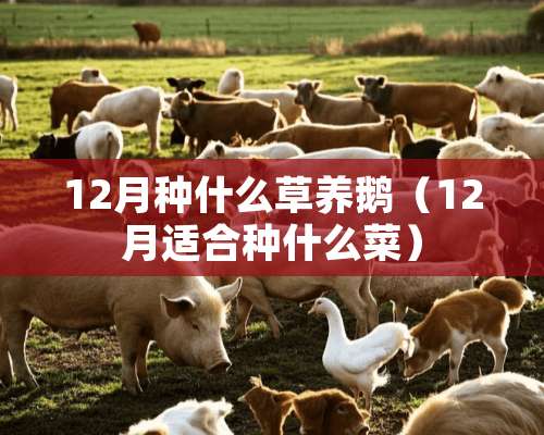 12月种什么草养鹅（12月适合种什么菜）