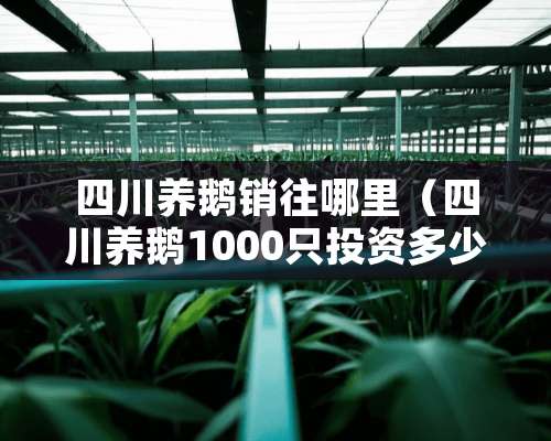 四川养鹅销往哪里（四川养鹅1000只投资多少钱）