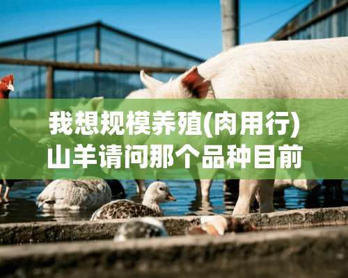 我想规模养殖(肉用行)山羊请问那个品种目前最好。