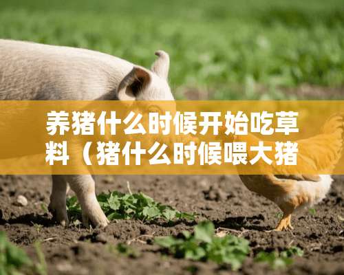 养猪什么时候开始吃草料（猪什么时候喂大猪料好）