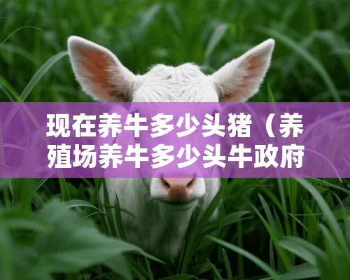 现在养牛多少头猪（养殖场养牛多少头牛**才能补贴?）