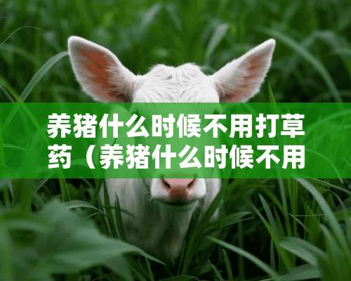 养猪什么时候不用打草药（养猪什么时候不用打草药了）