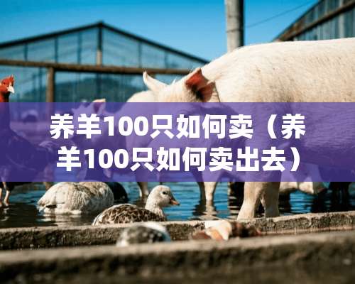 养羊100只如何卖（养羊100只如何卖出去）