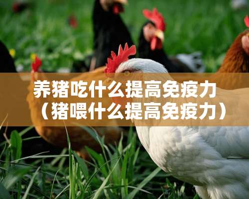 养猪吃什么提高免疫力（猪喂什么提高免疫力）