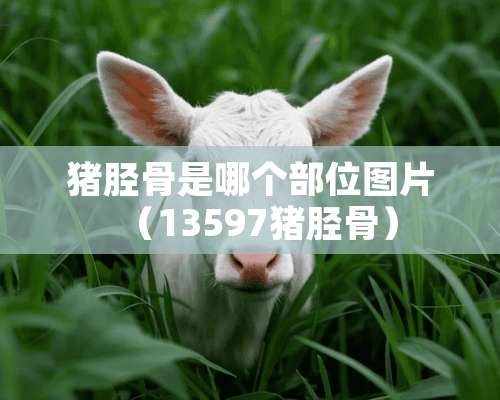 猪胫骨是哪个部位图片（13597猪胫骨）