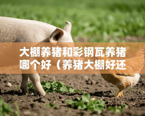 大棚养猪和彩钢瓦养猪哪个好（养猪大棚好还是彩钢好）