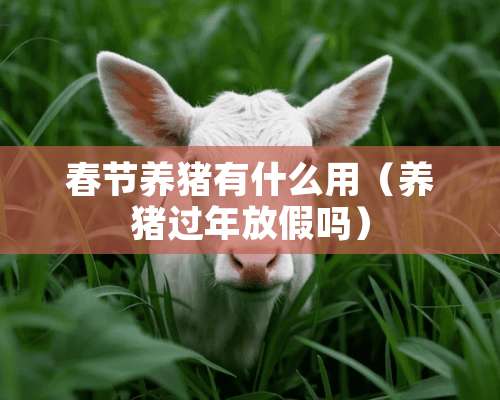 春节养猪有什么用（养猪过年放假吗）