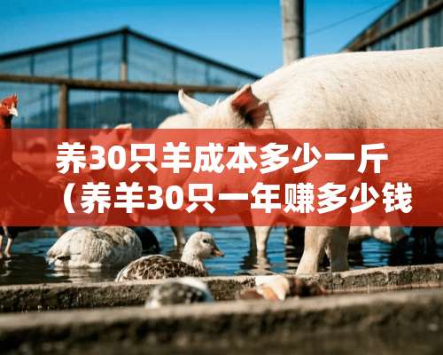 养30只羊成本多少一斤（养羊30只一年赚多少钱2020）