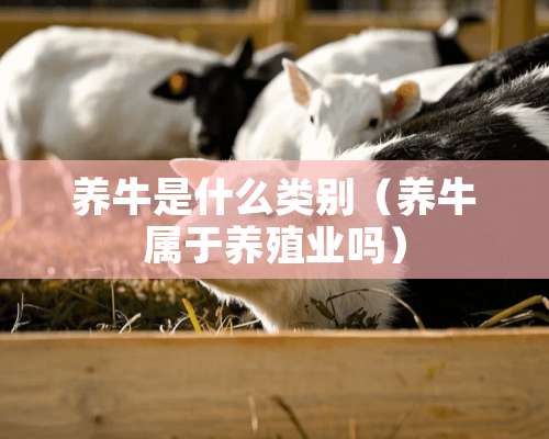 养牛是什么类别（养牛属于养殖业吗）