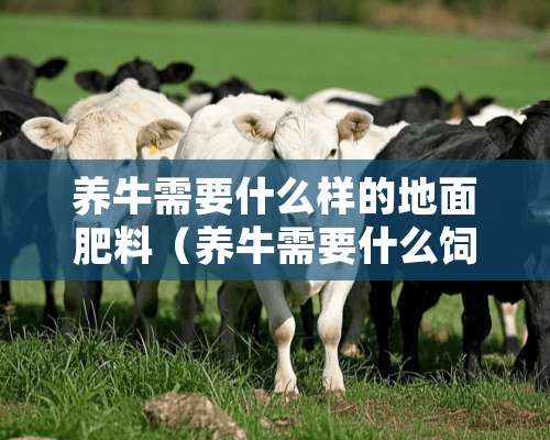 养牛需要什么样的地面肥料（养牛需要什么饲料）