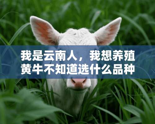 我是云南人，我想养殖黄牛不知道选什么品种