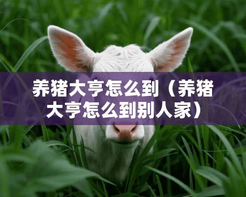 养猪大亨怎么到（养猪大亨怎么到别人家）