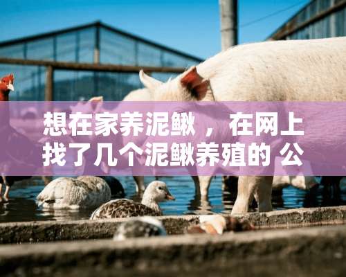 想在家养泥鳅 ，在网上找了几个泥鳅养殖的 公司 ，不知道 四川的大众养殖 怎么样 ，有接触过那个公司的么？