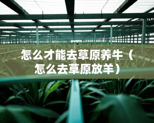 怎么才能去草原养牛（怎么去草原放羊）