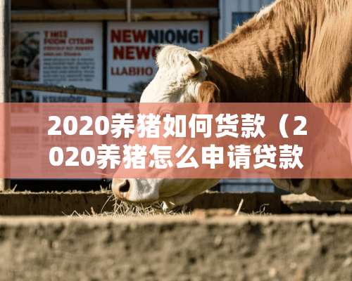 2020养猪如何货款（2020养猪怎么申请贷款）