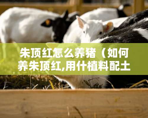 朱顶红怎么养猪（如何养朱顶红,用什植料配土）