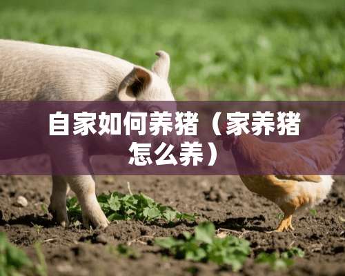 自家如何养猪（家养猪怎么养）