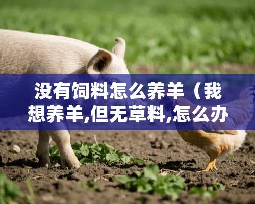 没有饲料怎么养羊（我想养羊,但无草料,怎么办）