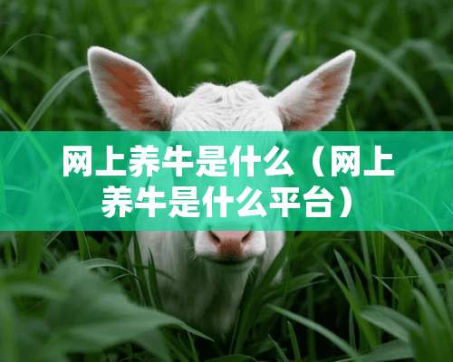 网上养牛是什么（网上养牛是什么平台）