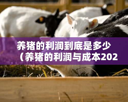 养猪的利润到底是多少（养猪的利润与成本2021）