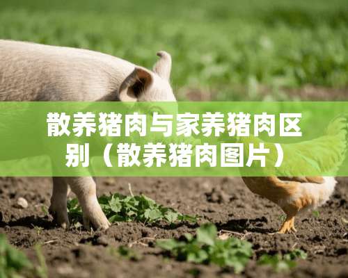 散养猪肉与家养猪肉区别（散养猪肉图片）