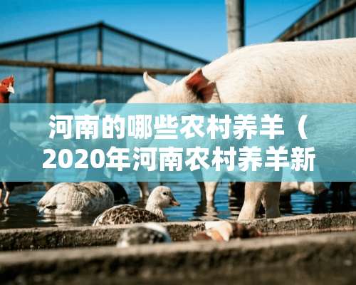 河南的哪些农村养羊（2020年河南农村养羊新政策）