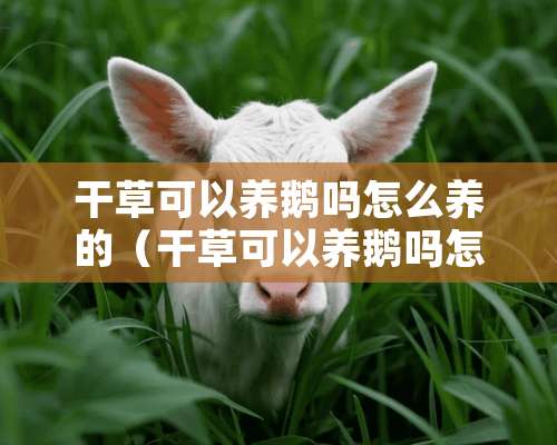 干草可以养鹅吗怎么养的（干草可以养鹅吗怎么养的呢）