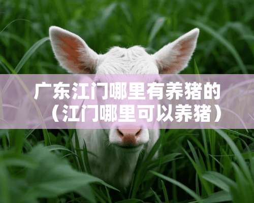 广东江门哪里有养猪的（江门哪里可以养猪）