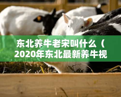 东北养牛老宋叫什么（2020年东北最新养牛视频）