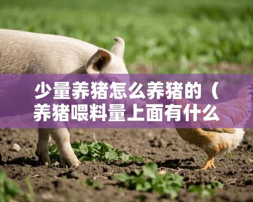 少量养猪怎么养猪的（养猪喂料量上面有什么技巧）