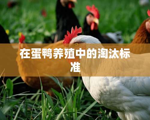 在蛋鸭养殖中的淘汰标准