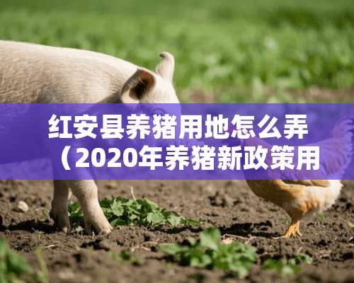 红安县养猪用地怎么弄（2020年养猪新政策用地怎么申请）