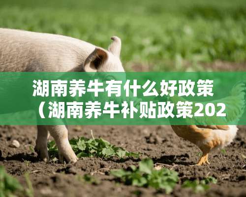 湖南养牛有什么好政策（湖南养牛补贴政策2021最新标准）