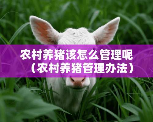 农村养猪该怎么管理呢（农村养猪管理办法）