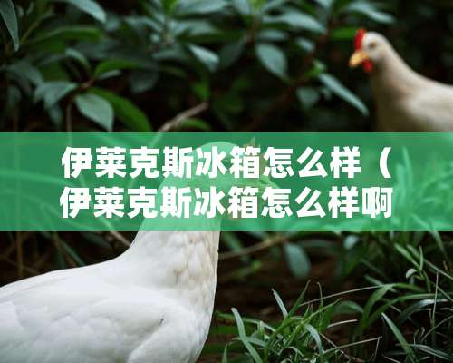 伊莱克斯冰箱怎么样（伊莱克斯冰箱怎么样啊）