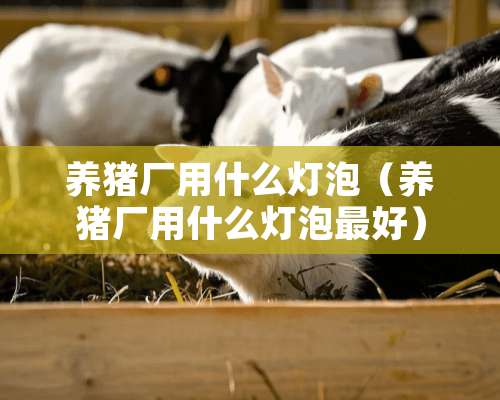 养猪厂用什么灯泡（养猪厂用什么灯泡最好）