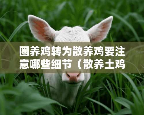 圈养鸡转为散养鸡要注意哪些细节（散养土鸡和圈养鸡的区别）