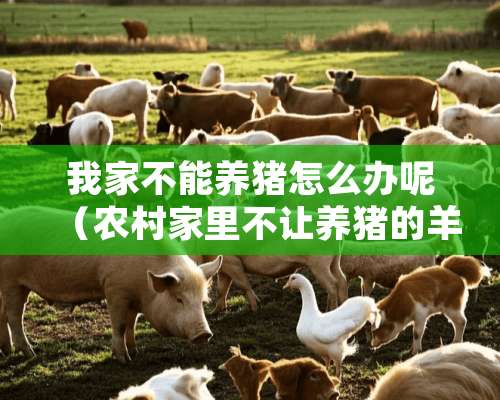 我家不能养猪怎么办呢（农村家里不让养猪的羊）