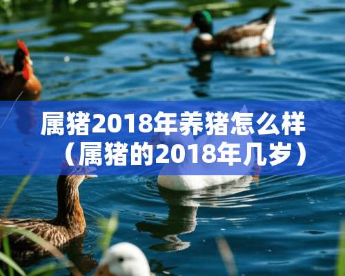 属猪2018年养猪怎么样（属猪的2018年几岁）