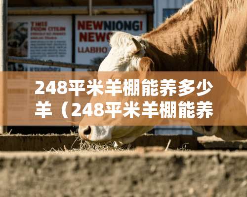 248平米羊棚能养多少羊（248平米羊棚能养多少羊仔）